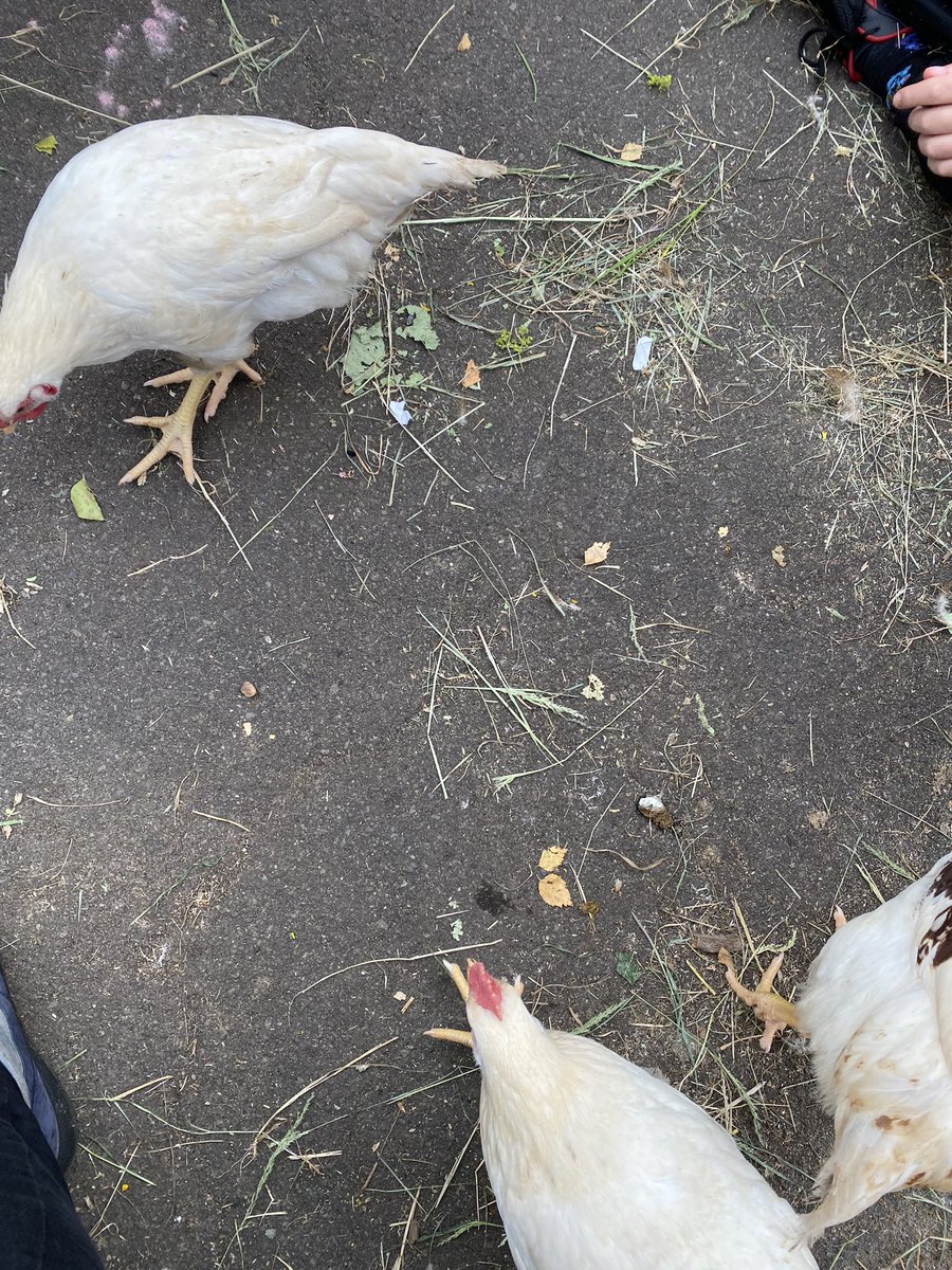 Glaisp's tweet photo. Our chicks have grown so much. (Thereโs nothing better than a cwtch from a chicken to make you feel good๐๐)#Wellbeing #chickens #growingchicks https://t.co/GId8JvvLQy