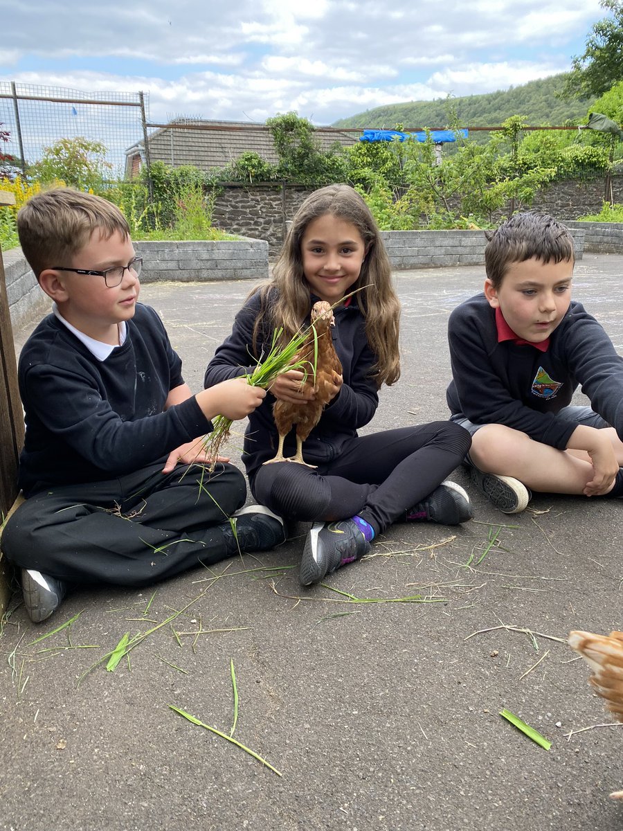 Glaisp's tweet photo. Our chicks have grown so much. (Thereโs nothing better than a cwtch from a chicken to make you feel good๐๐)#Wellbeing #chickens #growingchicks https://t.co/GId8JvvLQy