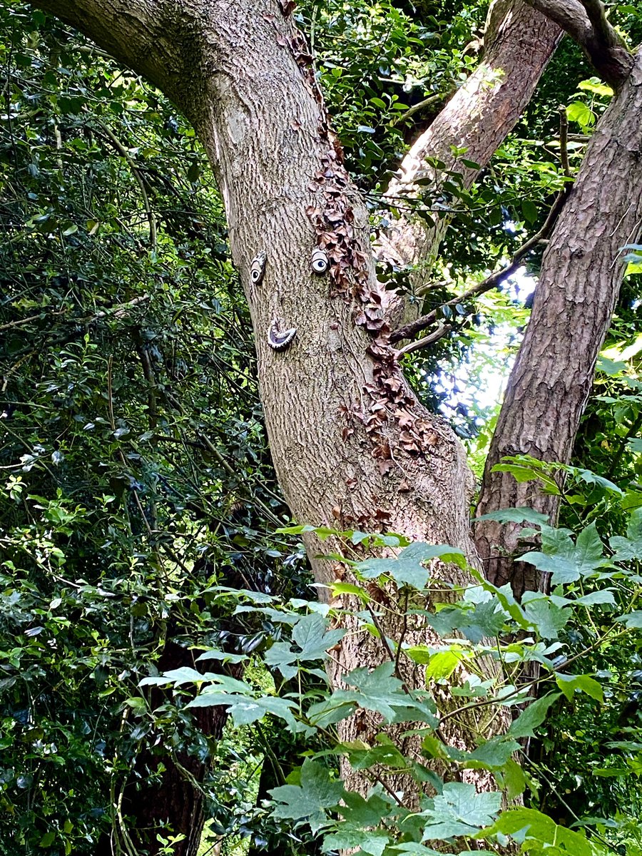 ccbigcam's tweet photo. A very chillaxed tree on Back Braes walkway, South Queensferry π
#TreeofLife #BackBraes #SouthQueensferry https://t.co/Z3L6BgJHYE