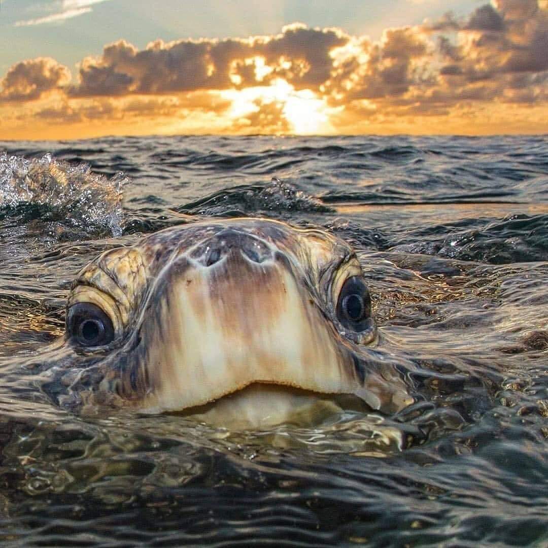 PCC committed to ocean conservancy, doing what we can to saving the beauty of the natural world around us. Help us in saving the sea turtle don't leave any beach items out over night and fill in any holes that can tramp them from getting safely to water!

linkedin.com/feed/update/ur…