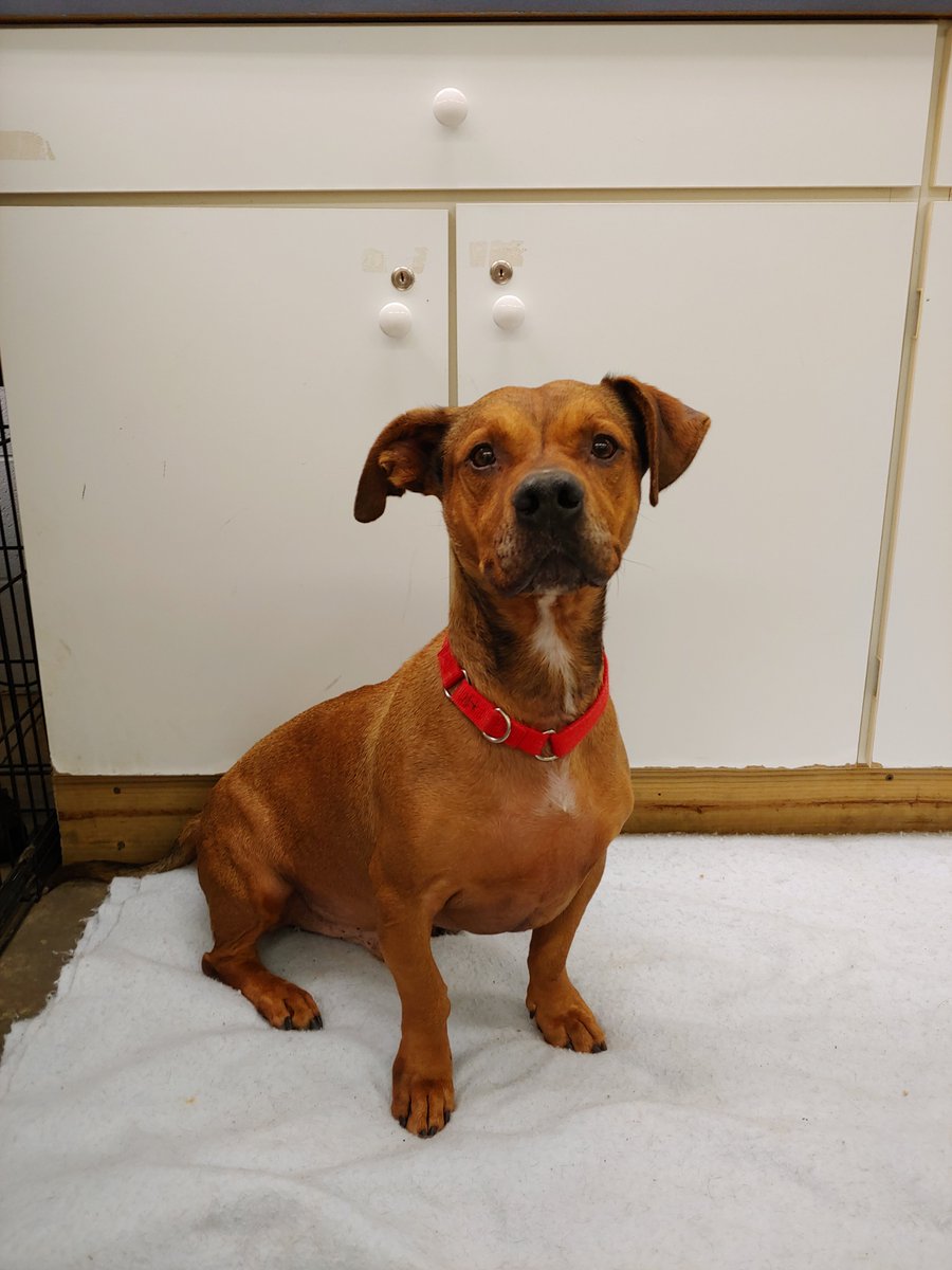 MackenziesDogs's tweet photo. Please Be My Sponsor ❤️

My name is Hobbes. I used to be pretty mouthy and jumpy, but now I am doing so much better. While I continue to work on my manners, I would love your support. If you'd like to sponsor me, please click on the link below:

https://t.co/06hrJiqngD

RT/Follow https://t.co/cs486rjuU6