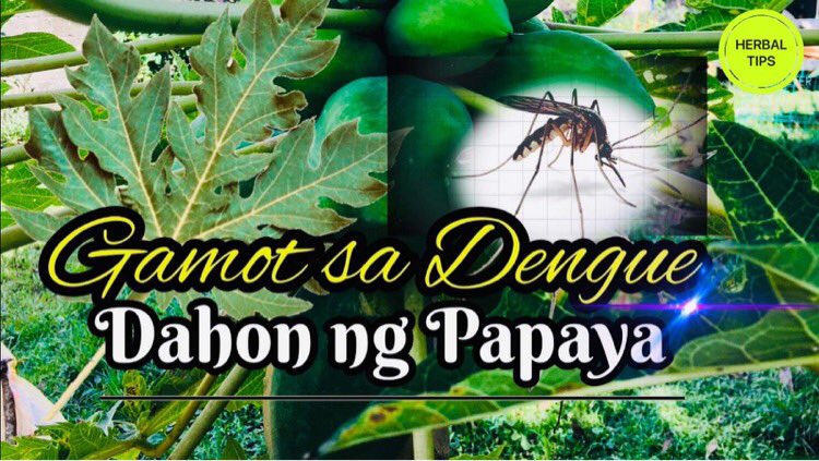 Paragistea Paragistea1 Twitter