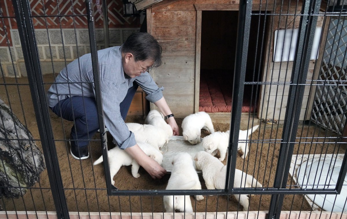 북한에서 온 풍산개 '곰이'가, 
원래 데리고 있던 풍산개 '마루'와 
사이에 새끼 7마리를 낳았습니다.  
이제 4주 되었습니다.  
모두 건강하게 자라 벌써 이유식을 
먹기 시작했는데, 난산으로 태어난 
한 마리가 아직 잘 먹지 않아 따로 
우유를 조금씩 먹이고 있습니다.