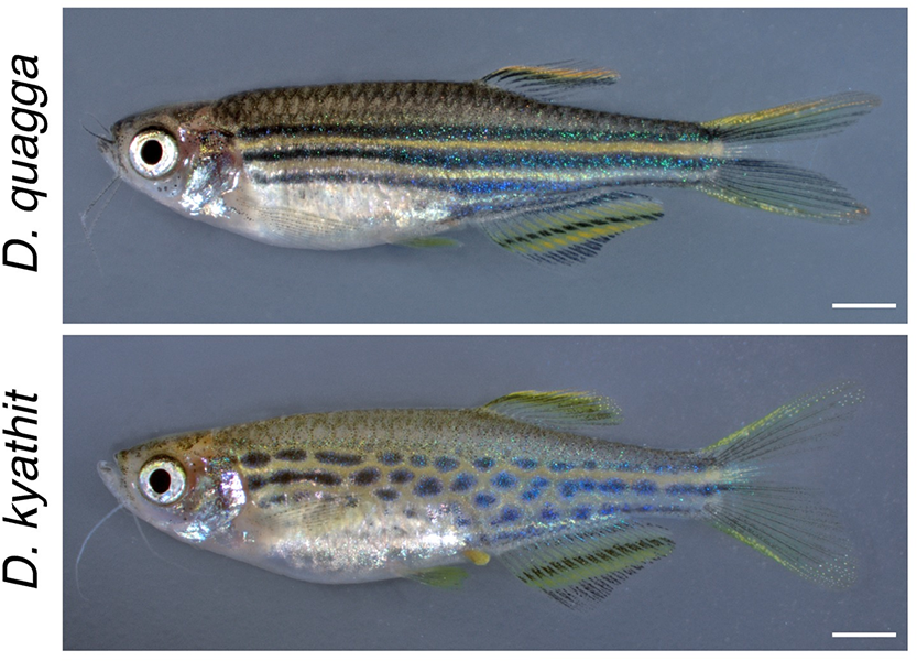 PLOS Genetics tweet media