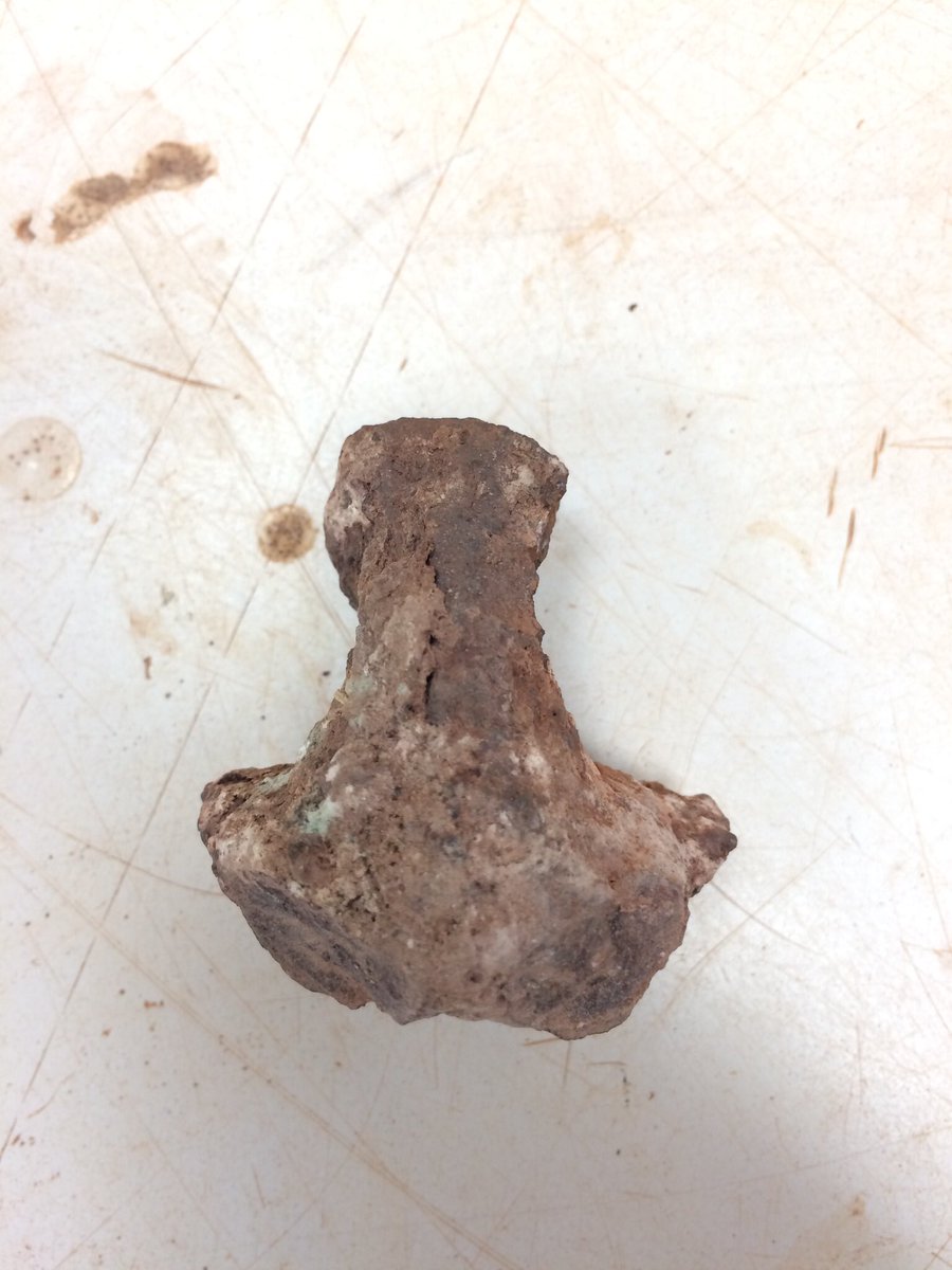 AkikoS9's tweet photo. Prepped a fossil on #FossilFriday in the lab for the first time in a looooong time. So good to be back @FieldMuseum 😊 If only there is #HappyHour!! https://t.co/Gm8S02Sxfr
