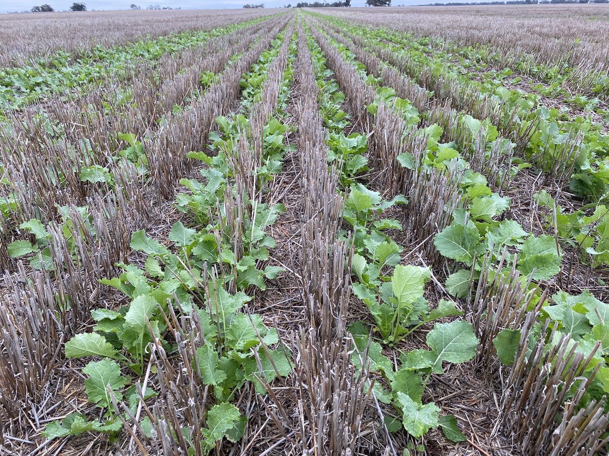 krisso888's tweet photo. Nuseed HyTTec Trident looking the goods at Charlton https://t.co/lKvOqy4zzS