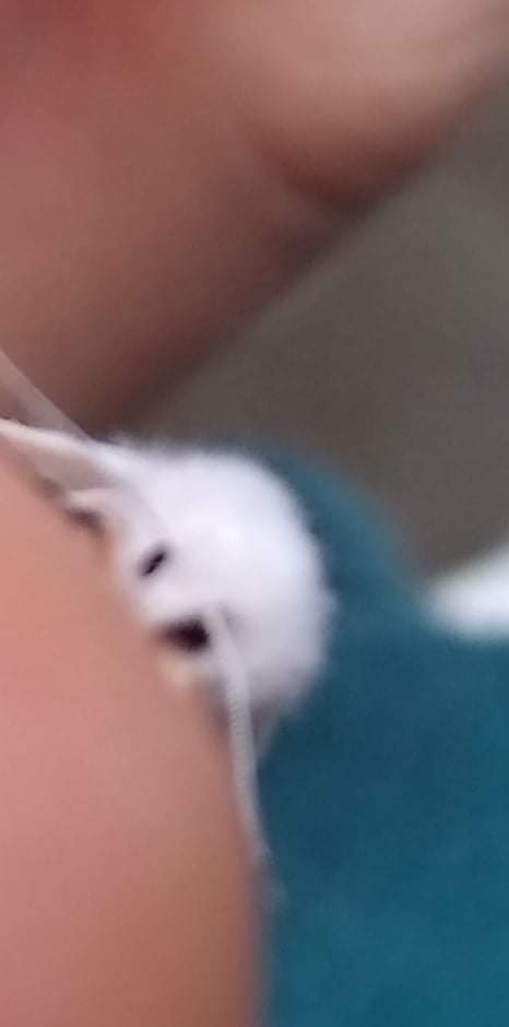 Nixerose's tweet photo. Sky bunny
#Cutemoth #moths #fuzzymoths #Spilosomacongrua #skybunny https://t.co/AZndeY1ebH