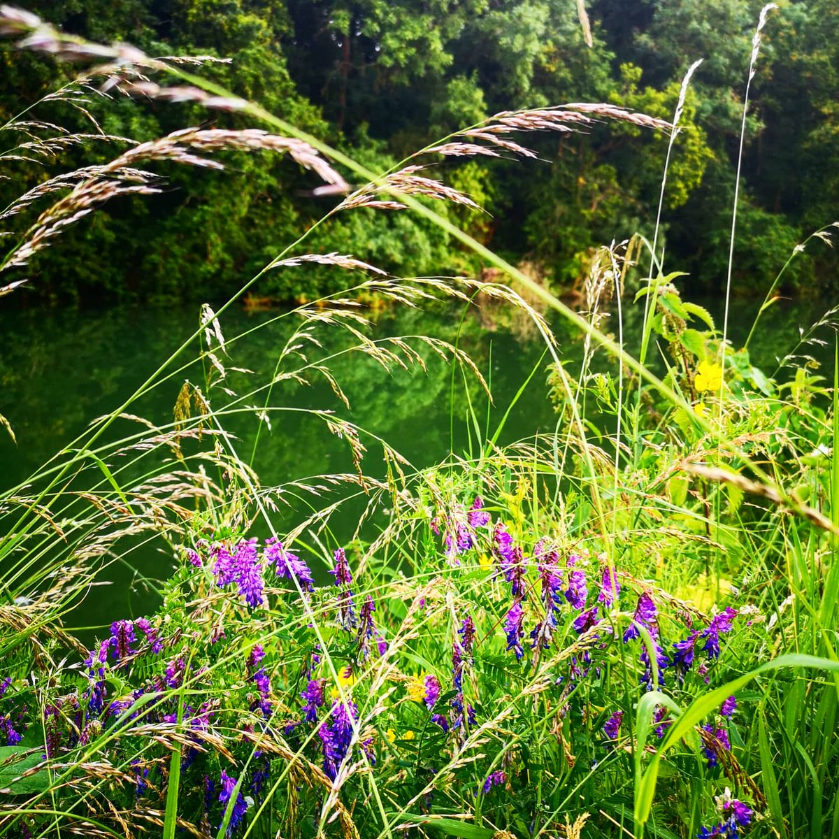 JoJess5's tweet photo. #NaturePhotography #canalpaths https://t.co/ARJooLAxwO