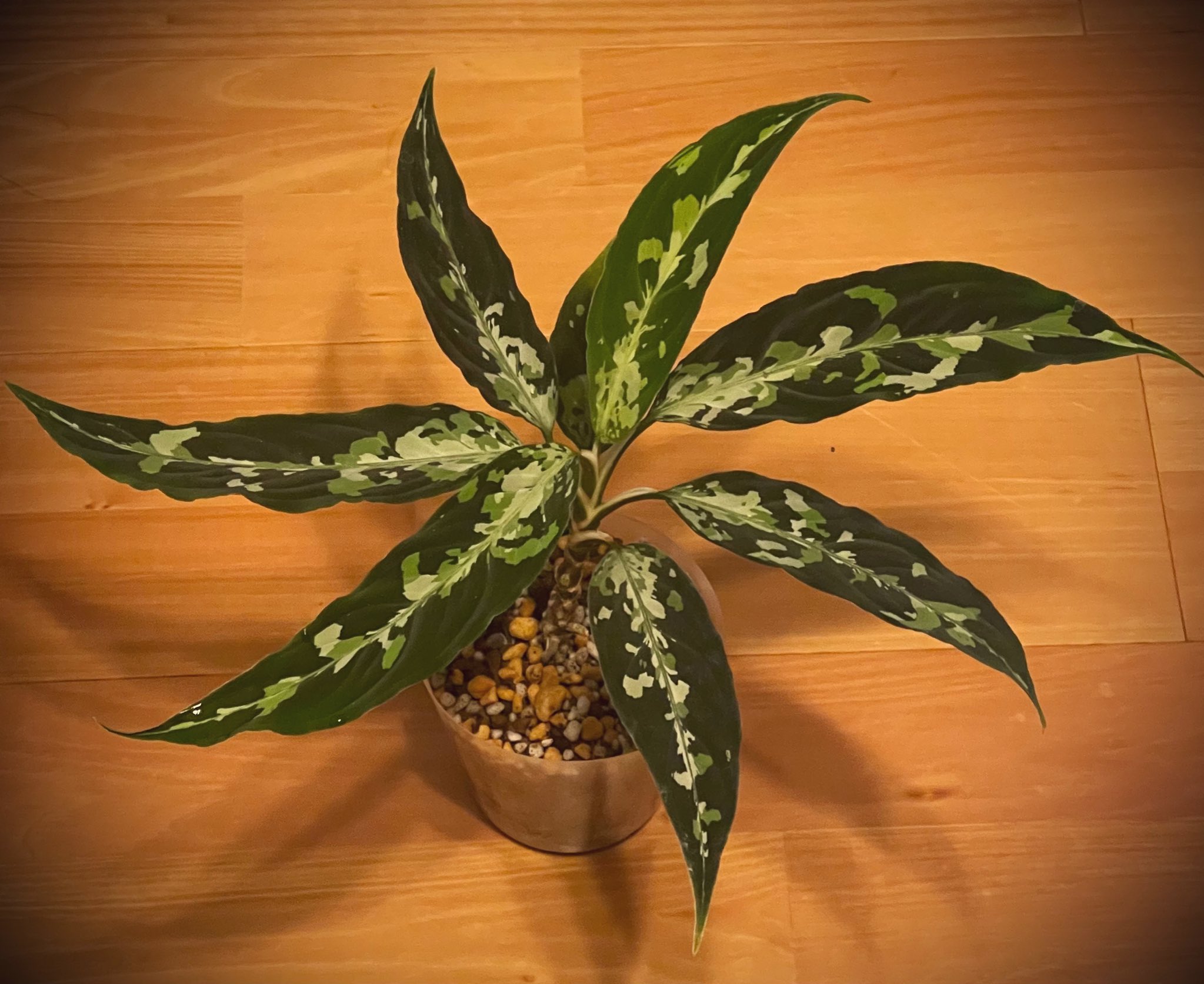 توییتر Ryoku33 در توییتر 次花芽くさい 花天狂骨https T Co S7wa0kb0sg توییتر Ryoku33 در توییتر 次花芽くさい 花天狂骨https T Co S7wa0kb0sg