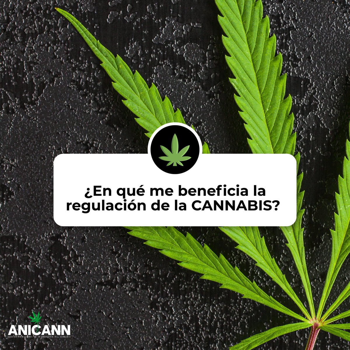 anicannmx's tweet photo. ¿Sabías que México podría convertirse en un destino turístico cannábico con más de 49 millones de turistas al año? 🌱

📩 No te pierdas ninguna noticia, suscríbete a nuestro Newsletter semanal https://t.co/XrSfVjTFDr