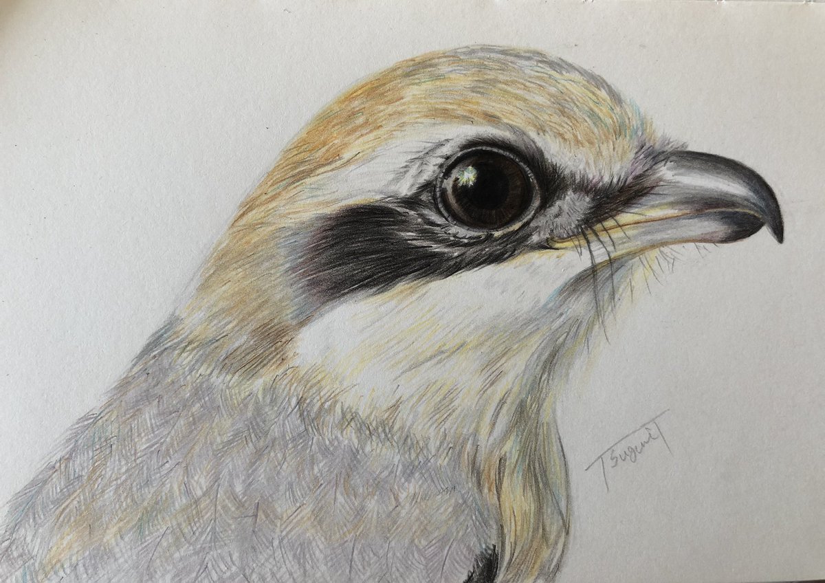 Twoucan モズ の注目ツイート イラスト マンガ コスプレ モデル