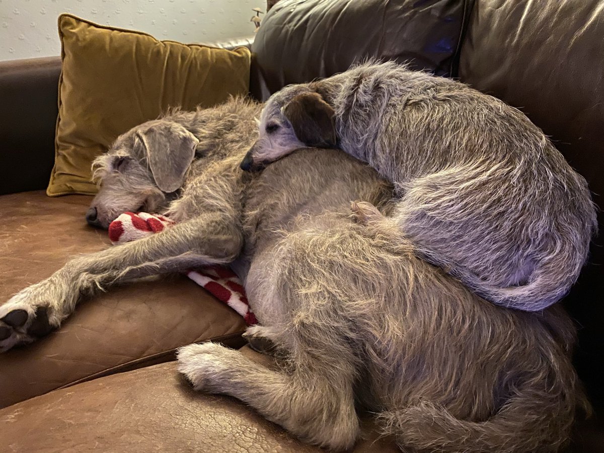 fatherthack's tweet photo. @NickyAACampbell My old girl too with her ‘blanket’. Deaf, arthritic but my beautiful 12 year old friend. https://t.co/Kqk6vMc8DU