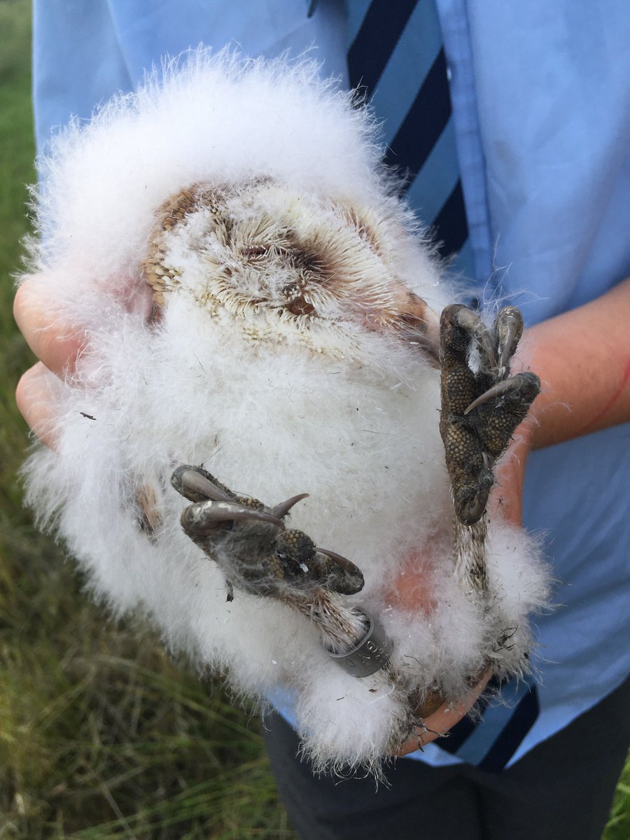 KentishStourCP's tweet photo. Despite the recent heavy rain, barn owls across Ashford have managed to rear broods of chicks this year. Known as owlets, these chicks need to be fed 6 small mammals a day. Jan Pritchard &amp; Rob Gordon head the volunteer group to monitor them across the Stour. (5/5) #KSCPRoundup https://t.co/RcRHnKS6tD