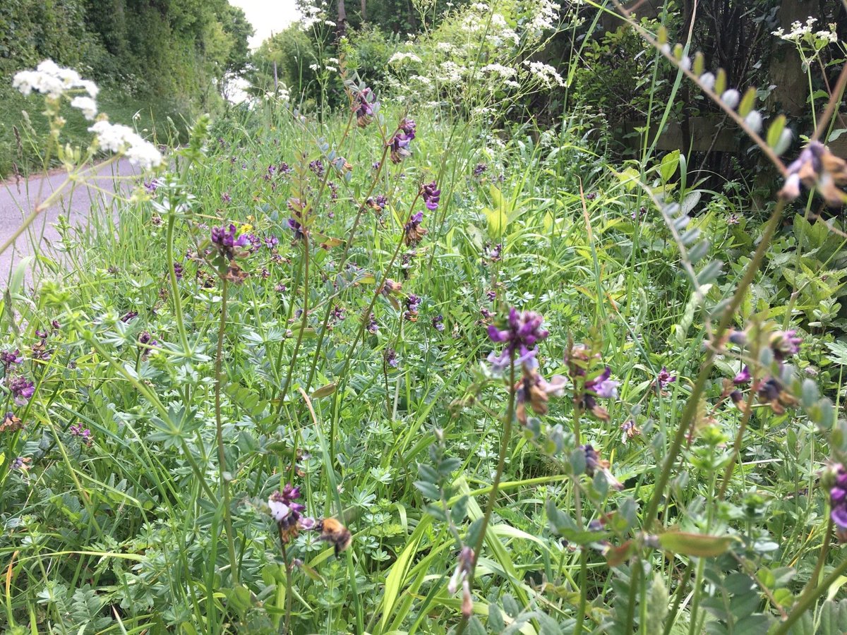 KentishStourCP's tweet photo. Debbie and Jon met with KCC Soft Landscapes to advise on how the Countryside Management Partnerships might be able to assist KCC with allowing more biodiverse verges. #verges #bbct (4/5) #KSCPRoundup https://t.co/dvezhTWrtY