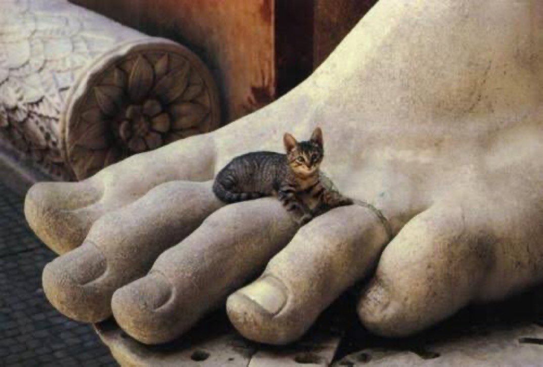 World’s Largest World’s Smallest Cat Cat