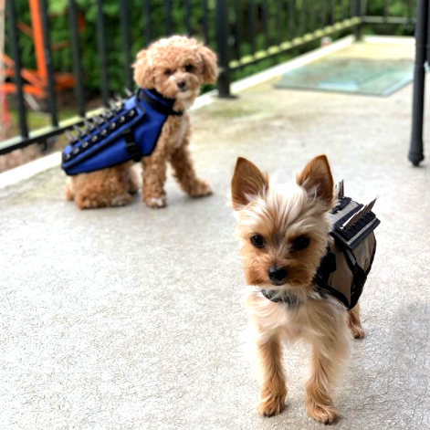 CoyoteVest's tweet photo. These two are so doggone cute in their new vests! πΆππΆ
#petsiblings #doggos #cutedogs #woofwoof #fridayfeels #friyay #fridayfaves #smalldogsafety #dogsafety #dogvest #coyotevestprotection #hawkshield #nottodayhawk #morkie #lilo #toypoodle #charlie https://t.co/VqwcabkTSw