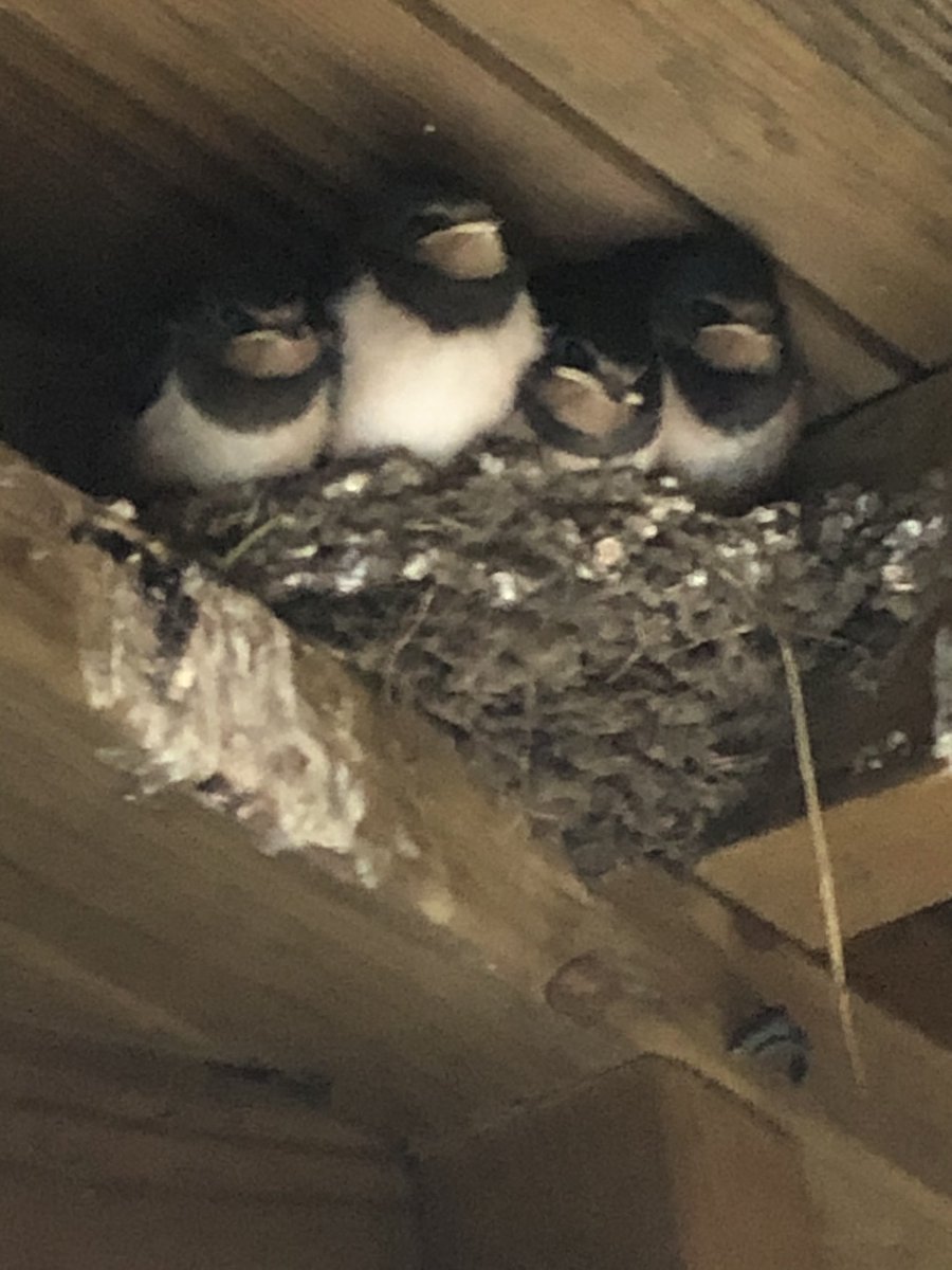 chrisdenham4's tweet photo. Won’t be long till these wee fellas take flight 😁 https://t.co/LlzGTrIT8i