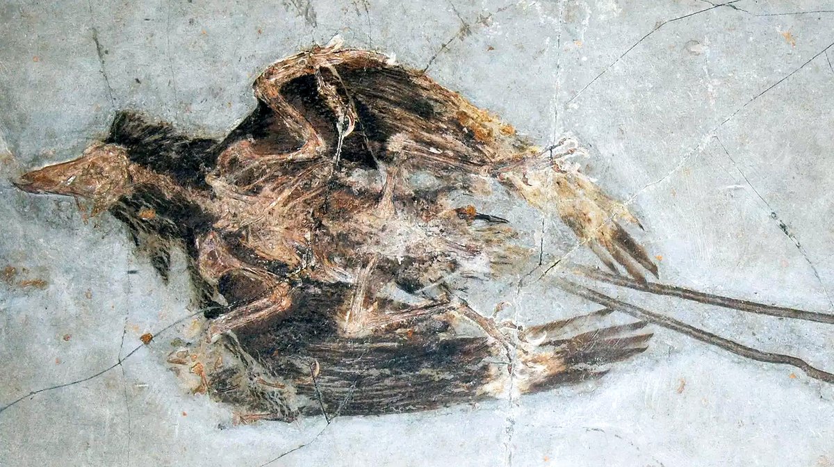 geocappiello's tweet photo. #2July #2Luglio 2021
Confuciusornis sanctus (Hou et al., 1995)
One of the first birds to have a true beak.
It also retained claws on its forelimbs.
Yixian and Jiufotang Formations (125 to 120 m.y.a.)
Early Cretaceous. China ๐จ๐ณ
#Fossils #FossilFriday #FossilADay #Paleontology https://t.co/Z1PMoVy29v