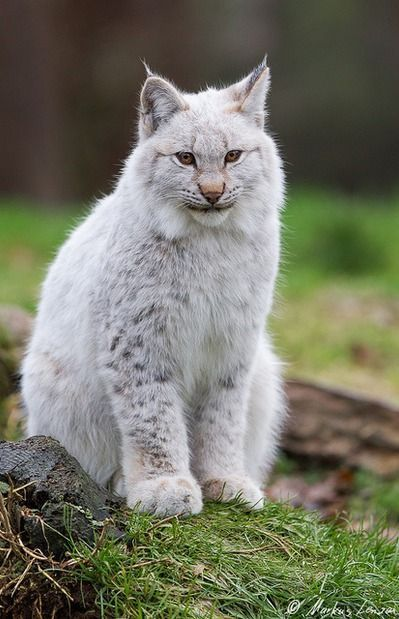 LynxesDaily tweet picture