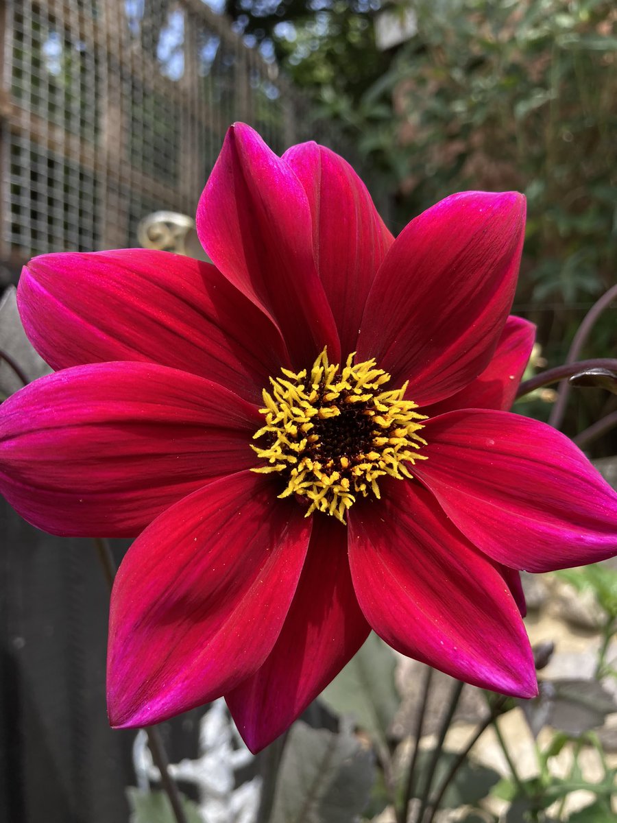 Itsinthestars76's tweet photo. Dahlia heaven @Butterfly_bros @GARDENATURE @garden 😍 https://t.co/SEnlcumLgI
