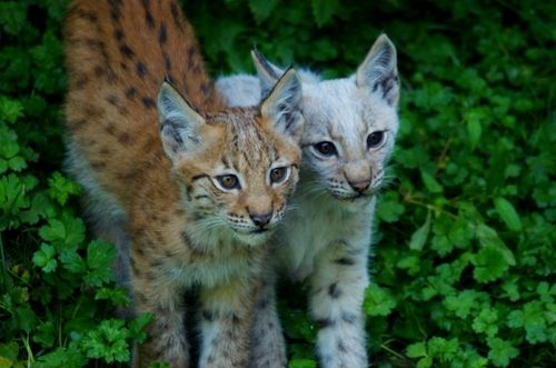 LynxesDaily tweet picture