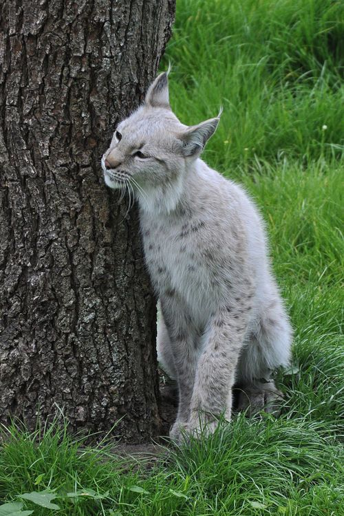 LynxesDaily tweet picture