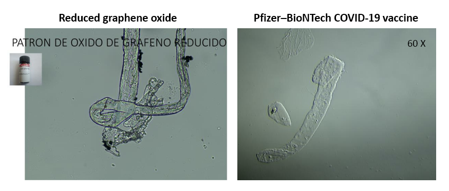 (10/13) Results of optical microscopy (Olympus CX43):