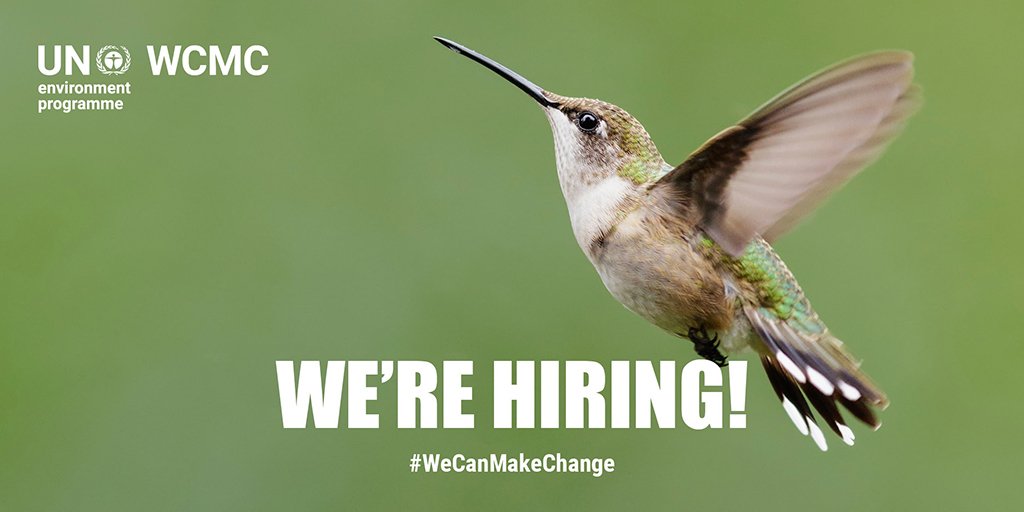📢 We're expanding again! 2 more really exciting Programme Officer roles. Keen to hear from people with experience/interest in nature interactions with 1⃣finance/ESG and 2⃣trade/supply chains. Close 21/07 at 9am. tinyurl.com/3b4a5tcz tinyurl.com/w2x4ek8w DMs open.