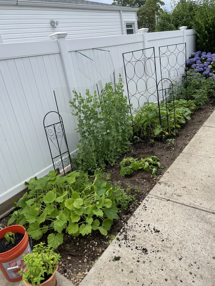 I grew my garden from seeds this year. It’s amazing what some rain and love does in a few months! #gardening