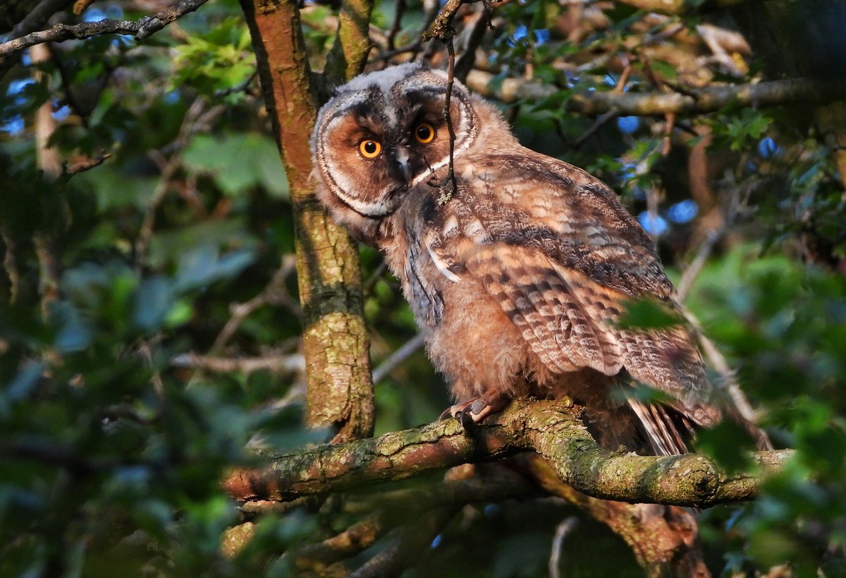 Beautiful Long-eared Owl chicks in a woodland in Dublin

<a href="/BallsbridgeD4/">Ballsbridge D4</a> <a href="/DonnybrookVlg/">Donnybrook D4</a> <a href="/RanelaghD6/">Ranelagh D6</a> <a href="/verysouthdublin/">Very South Dublin</a> <a href="/SandymountD4/">Sandymount D4</a> <a href="/LongearedOwlne1/">Long-eared Owl network</a>  <a href="/gzoladz/">Gustavo Zoladz</a>