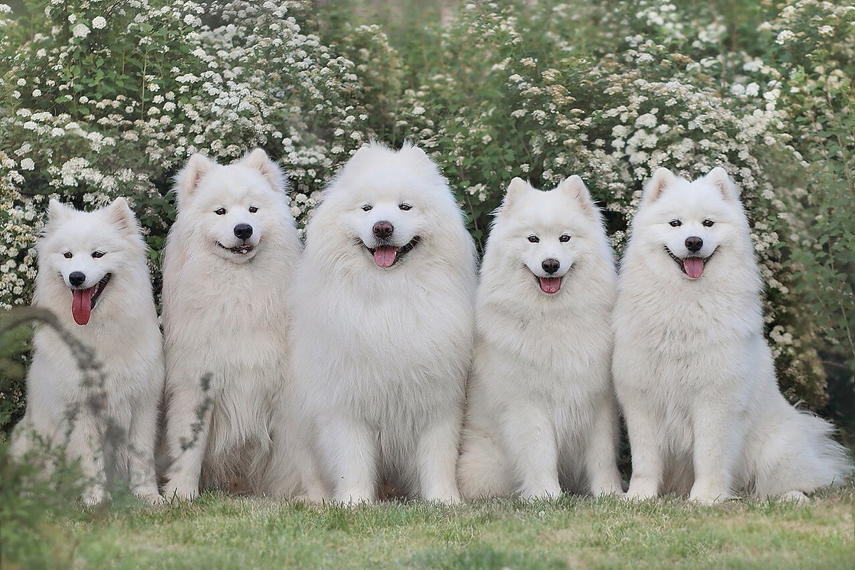 Russian samoyed store