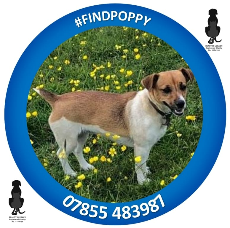 qu1ncey's tweet photo. Poppy is a 3 yr old Jack Russell terrier who disappeared from farmland in Brackley Hatch NN13 #Northants at around 7.30am on 24/06/21 #FindPoppy
*CCTV needed*
https://t.co/cQZlvj7hqI
@brackleycouncil @BrackleyRT @BrackleyTownFC @BrackleyNptSgt @brackleynews @SthNorthantsNPT https://t.co/3QPjfzRrrI