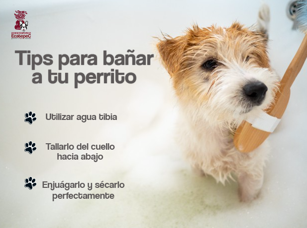 #Limpieza | Dentro de los cuidados primordiales de nuestras mascotas se encuentra la limpieza, te brindamos algunos datos a la ahora de darle un baño a tu amigo de 4 Patitas.🐾
Recuerda que ahora contamos con Estética Canina. 
#DIFEcatepec #MunicipioConValores