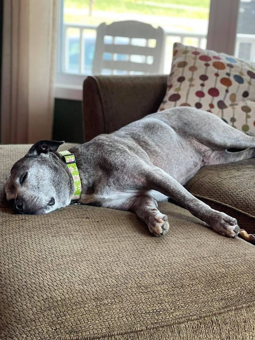 MackenziesDogs's tweet photo. Our sweet Tatiana continues to be one spoiled girl in her permanent foster home. From abused and abandoned to loved and adored. We're so happy that we were able to give Tatiana the time she needed to heal and find her family. #fostersrock https://t.co/8FYASsZNbU