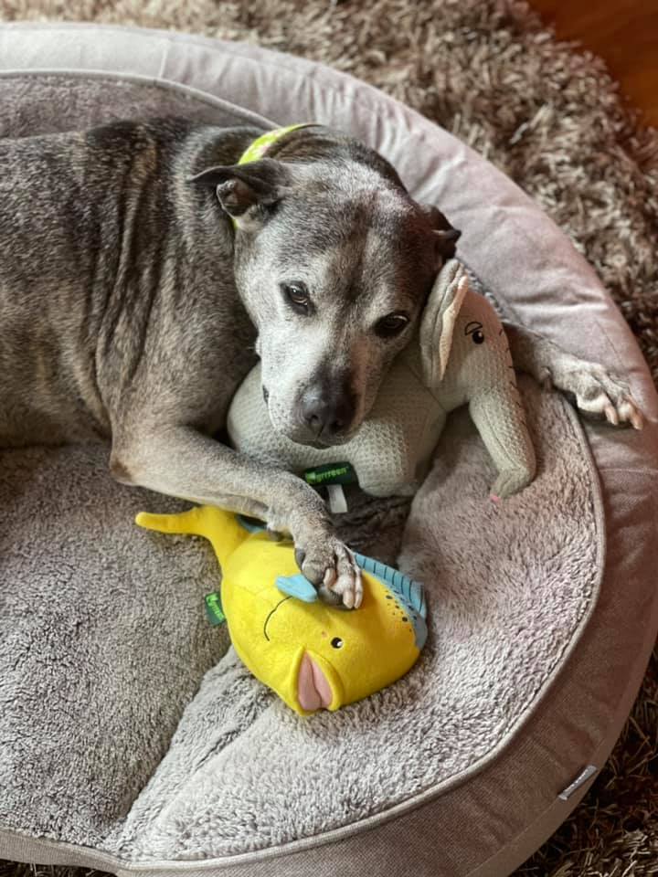 MackenziesDogs's tweet photo. Our sweet Tatiana continues to be one spoiled girl in her permanent foster home. From abused and abandoned to loved and adored. We're so happy that we were able to give Tatiana the time she needed to heal and find her family. #fostersrock https://t.co/8FYASsZNbU