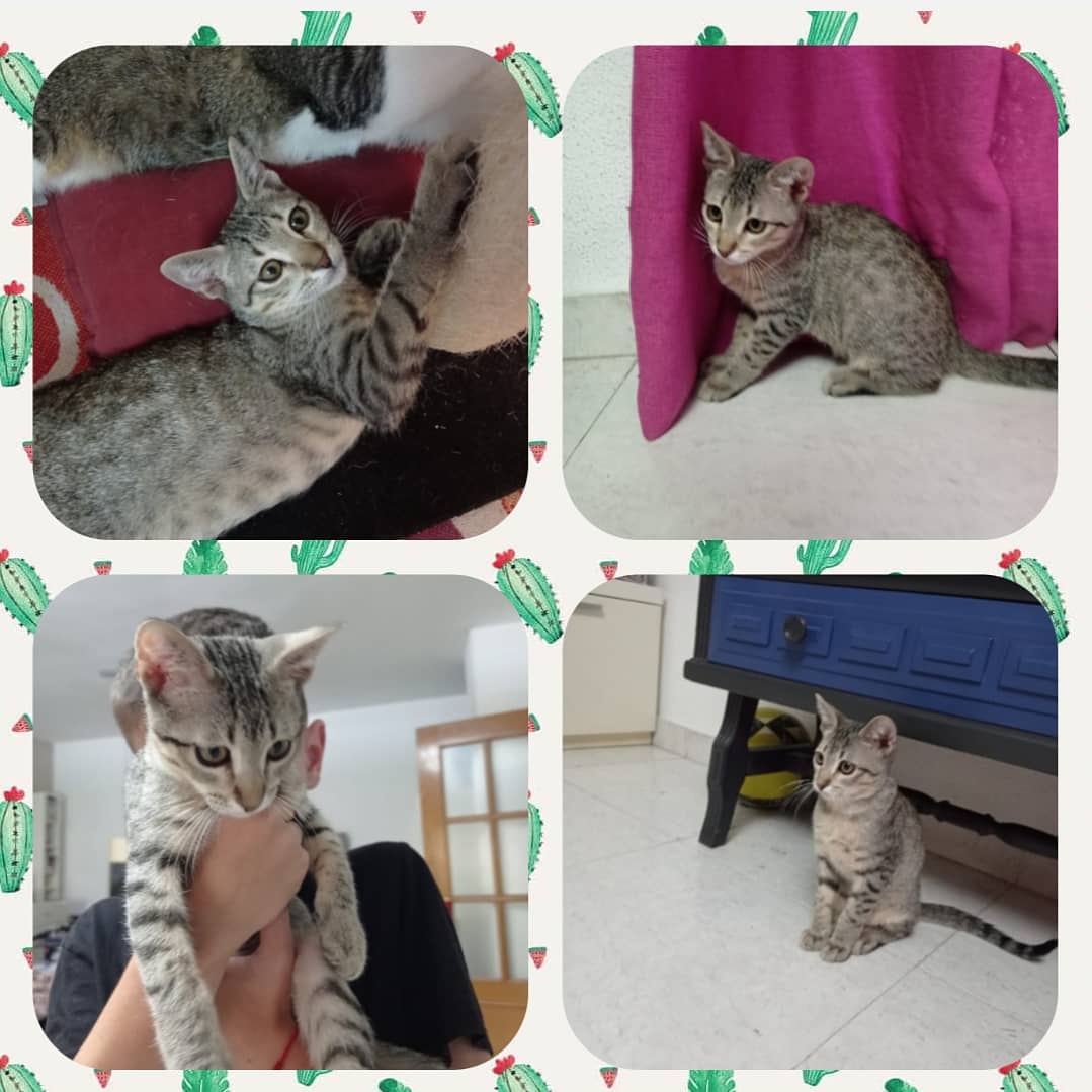 SalvandoaIndia's tweet photo. ‼️‼️ ADOPCIÓN URGENTE ‼️‼️
El 25 de julio se queda sin sitio donde vivir y necesita una familia. No tenemos donde meterlo.
Se llama Eco, tiene 3 meses y es un amor de gato.
Se encuentra en Murcia
CONTACTO:669101920 https://t.co/OcskopVCKZ