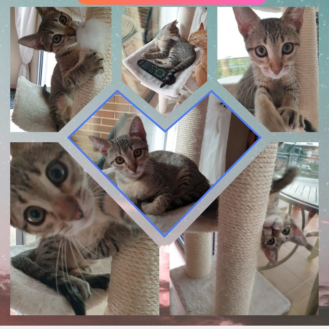 SalvandoaIndia's tweet photo. ‼️‼️ ADOPCIÓN URGENTE ‼️‼️
El 25 de julio se queda sin sitio donde vivir y necesita una familia. No tenemos donde meterlo.
Se llama Eco, tiene 3 meses y es un amor de gato.
Se encuentra en Murcia
CONTACTO:669101920 https://t.co/OcskopVCKZ