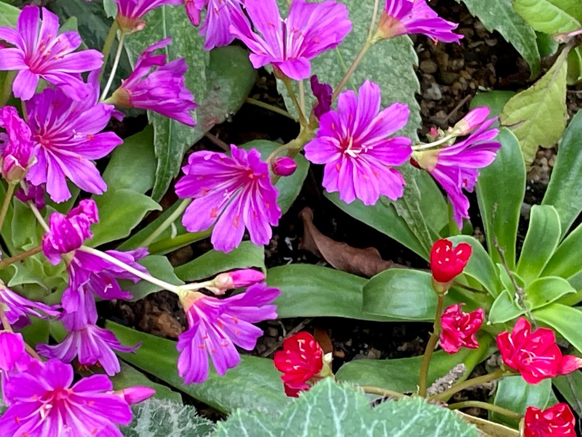 あかりん 言葉のチカラ S Tweet おはようございます 名言大好き あかりんです 今日の名言 われわれは何かを得ることによって生活をしているが 人生は与えることによって豊かになる アルベルト シュバイツァー 名言パワーで今日も素敵な一日を お