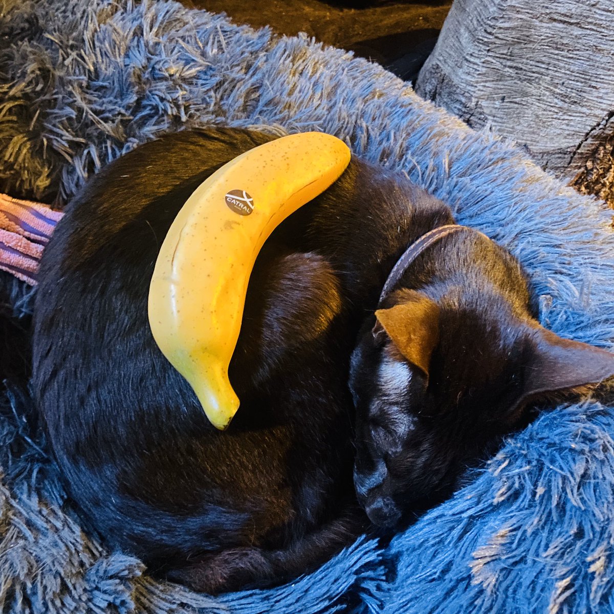 bernoid's tweet photo. Please rate my banana 🍌 #catforscale
Drawn with a banana by a cat
DM for bananas on cats commissions https://t.co/GYUybxBkHx
