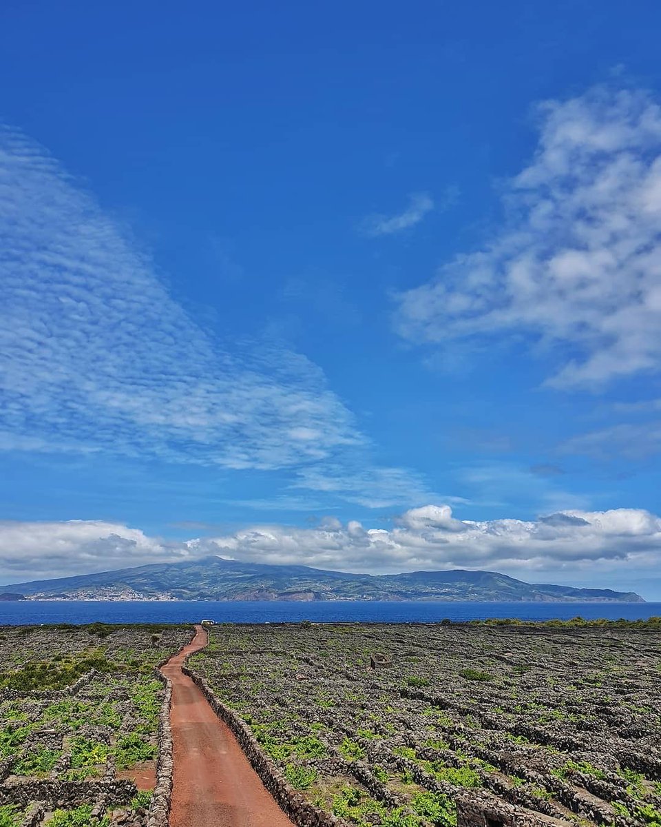 This was my favorite <a href="/PixWine/">PixWine</a> article of the week because it shined a light on the magic of volcanic wines (super tasty, unique, &amp; fun) while reminding me of my trip to the Azores with <a href="/Ntsiki_Biyela/">Ntsiki Biyela</a> &amp; @simonjwoolf