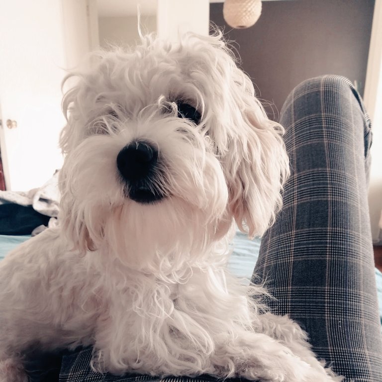 Naty_Krdnas's tweet photo. Se perdió la Santita a la altura de Diagonal Paraguay entre marcoleta y Guayaquil. Estoy destrozada, no es una mascota, es mi compañera. Ayúdeme a encontrarla. RT por favor!!! https://t.co/D4EwbBjc9Y