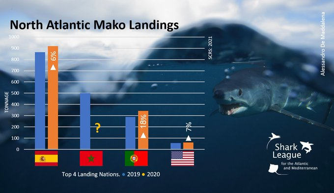 As #ICCAT fishing nations prepare for next week's negotiations 😬 on reversing N. Atlantic mako 🦈 decline, new reports show key countries' landings from this endangered population INCREASED from 2019 to 2020😖.  EU & US citizens can help: sharkleague.org #Rally4Makos