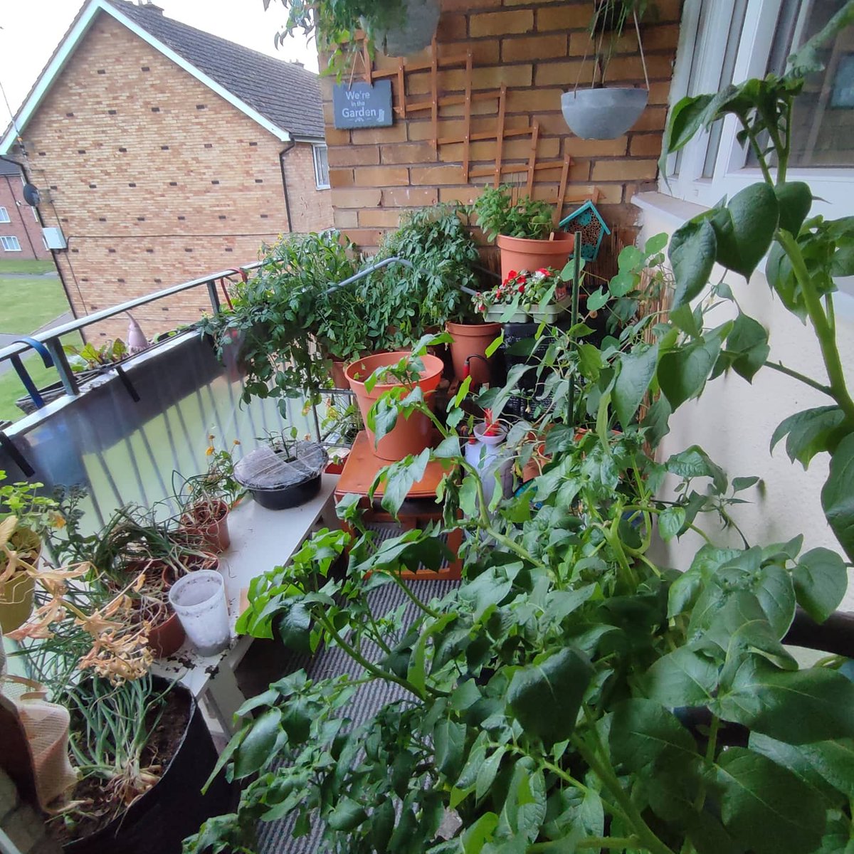 moa_bg's tweet photo. Weird perspective and crop.

#howdoesyourgardengrow 
#balconygarden #growyourownfood #yum #notreadyyet https://t.co/CcSrsS2L7h