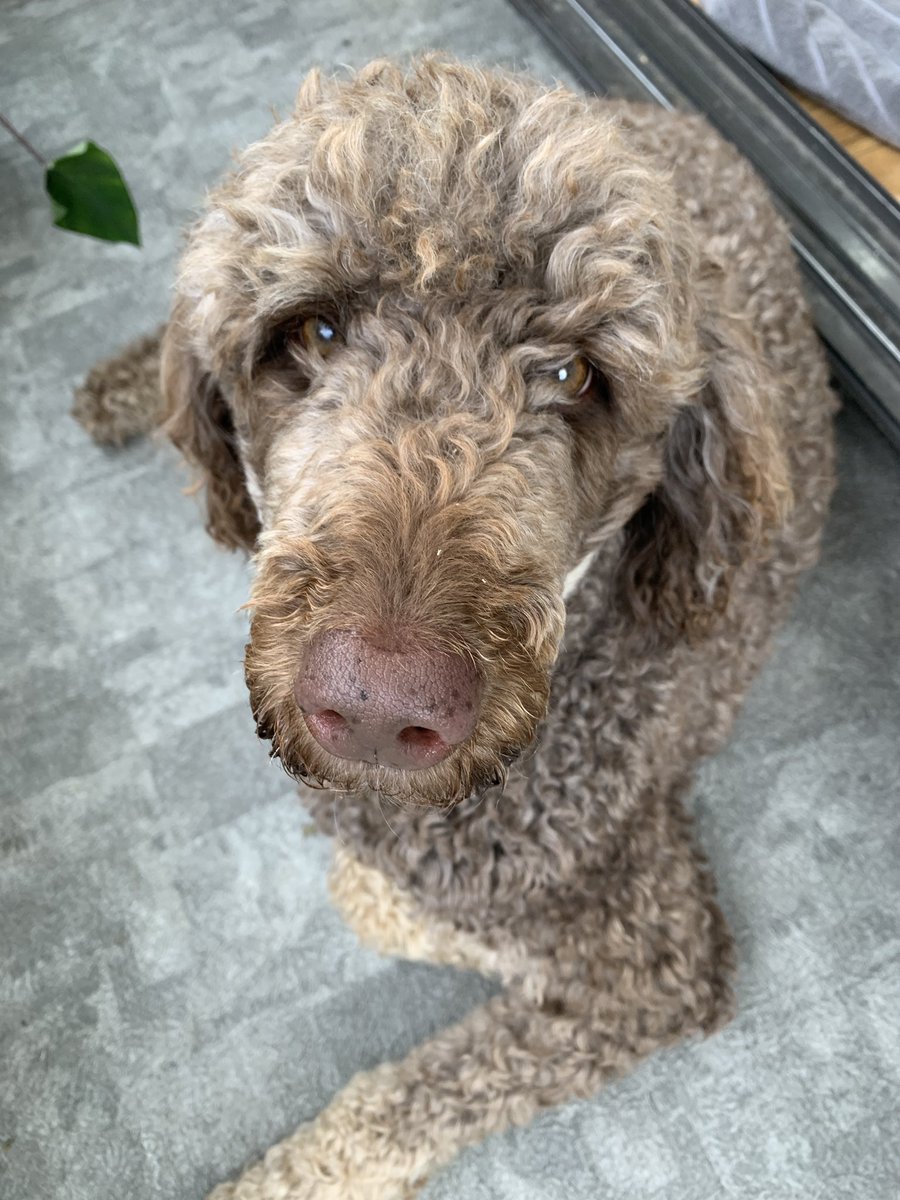 lpgiroux's tweet photo. Does anyone just look lovingly at photos of their dog looking lovingly at them or just me https://t.co/sBNyVkrfrD