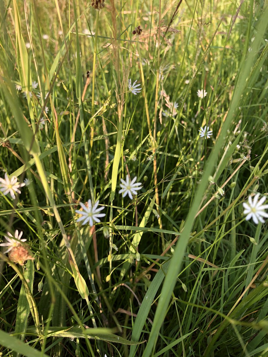 CloseMeadow's tweet photo. A beautiful Friday evening lots of lovely walkers wandering through the meadow this evening, happy Friday guys π https://t.co/Vgd5CFFb5y
