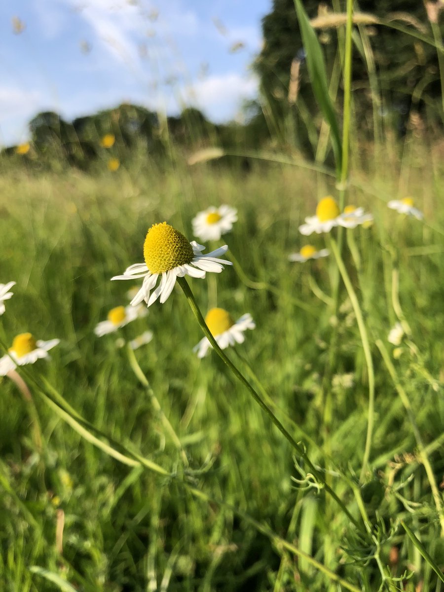 CloseMeadow's tweet photo. A beautiful Friday evening lots of lovely walkers wandering through the meadow this evening, happy Friday guys π https://t.co/Vgd5CFFb5y