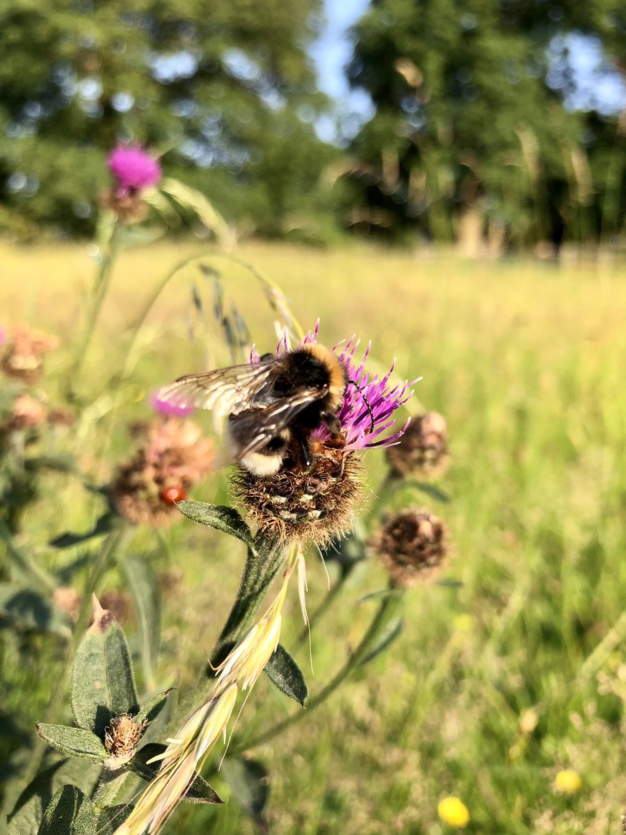 CloseMeadow's tweet photo. A beautiful Friday evening lots of lovely walkers wandering through the meadow this evening, happy Friday guys π https://t.co/Vgd5CFFb5y