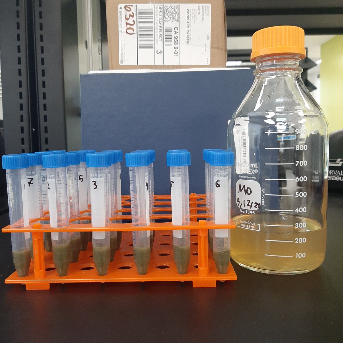 Test tubes are rarely sexy, unless perhaps they are full of kelp. Find out what we've been up to in this mini-update: news.macro-oceans.com/p/ready-set-bi… 
#ocean #seaweed #kelp #ClimateCrisis #bioprocessing