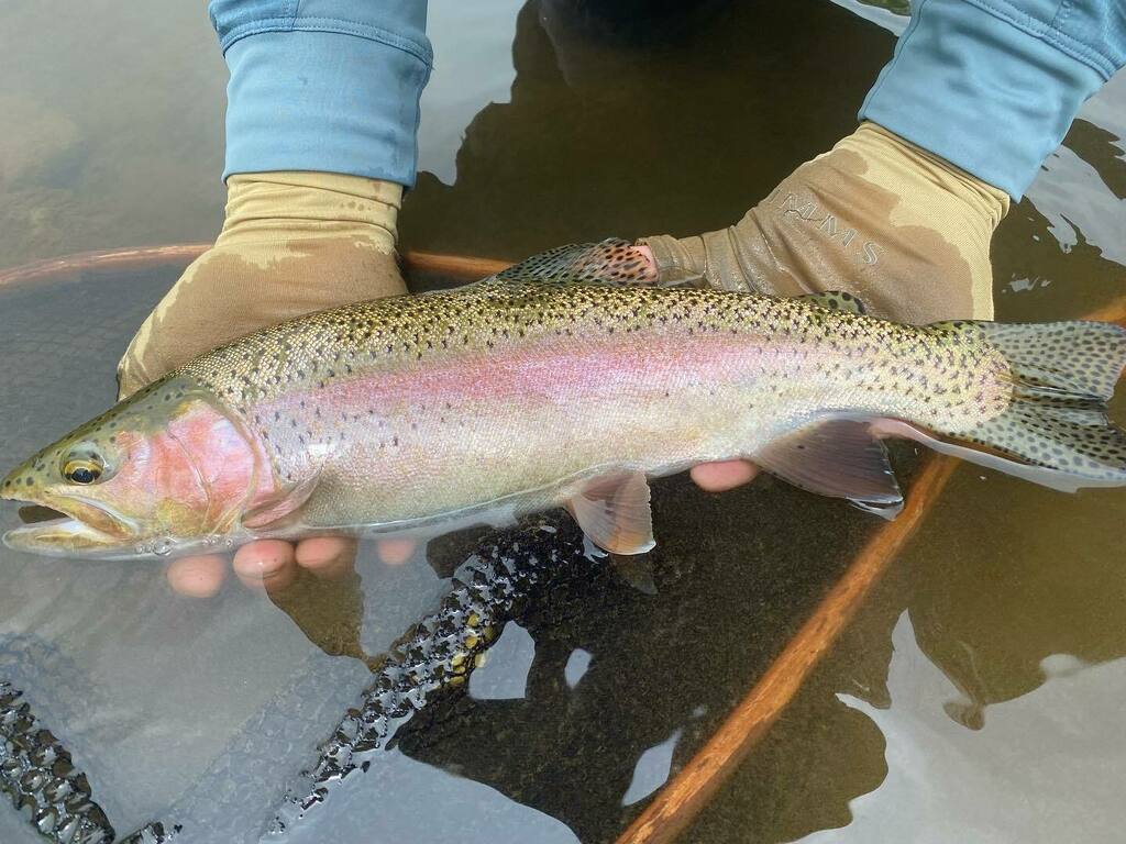 tohru_SnowPeak's tweet photo. #flyfishing #flyfishingjapan #flyfishinghokkaido #tokachi #snowpeak #tiemco #foxfire #fishcamp #fishcamphokkaido #masaookumoto #rainbowtrout #jetrun
Masao and Tohru マサオとトオル笑
@fishcamp_okumoto https://t.co/24M2wEZwAU https://t.co/HYVK3F65YE