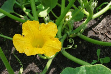 Beautiful things are happening at Mashkiikii Gitigan, our community garden! Our Anasazi squash plants are starting to bloom, and we couldn’t be more excited to see our amaranth, chard, and Prima Olmec tomatoes coming in. 

Stay tuned for more: 
natifs.org/blog/category/…